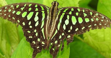 In the Sundarbans, climate change and neglect put butterflies on the ...