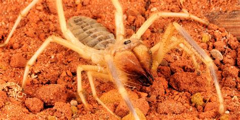 Camel Spider Attacks