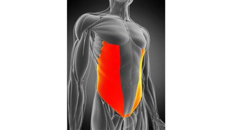 Inner Core Muscle 的图像结果