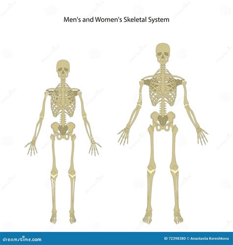 Male and Female Skeleton. Front View Stock Vector - Illustration of healthcare, backbone: 72398380