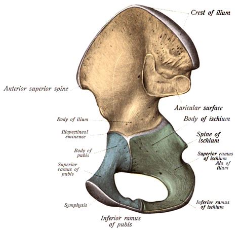 Superior Ramus Of Pubis