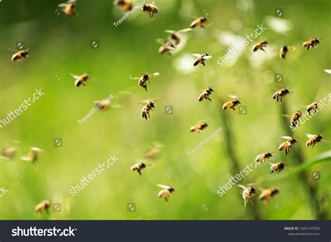 43,140 Swarm Of Bees Images, Stock Photos & Vectors | Shutterstock