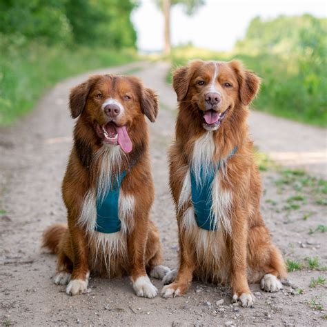 Meet Loki & Styx, the Happy Nova Scotia Duck Tolling Retrievers