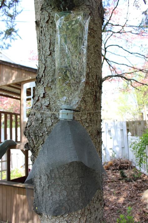 Lantern Fly Traps with Netting 的图像结果