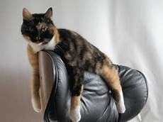 Modern Cat Furniture Design Ideas Wall Mounted Heated Beds by Modern Cat Furniture Design Ideas Wall Mounted And Heated Modern Cat Furniture Design Ideas Wall Mounted Heated Beds