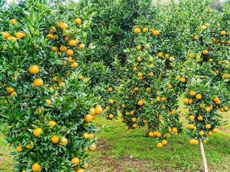 柑橘果园素材-柑橘果园图片-柑橘果园素材图片下载-觅知网