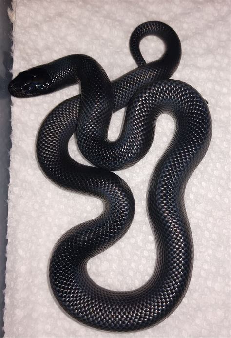 Mexican Black Kingsnake by Clarksville Reef and Reptiles - MorphMarket