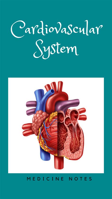 Image result for Cardiovascular System and Function Notes