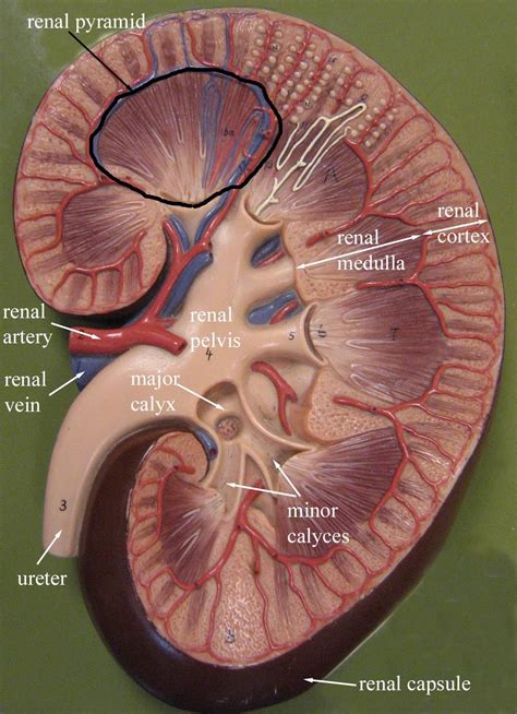 Kidney Anatomy, Medical Anatomy, Body Anatomy, Anatomy Drawing, Nursing ...