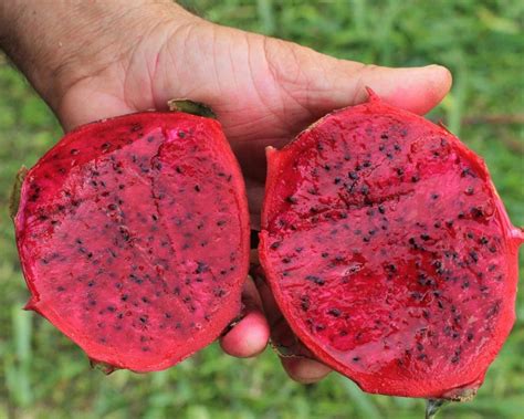 Coconut Lagoon Dragon Fruit Cactus Fruit Stem Cutting Plant (1 Live ...