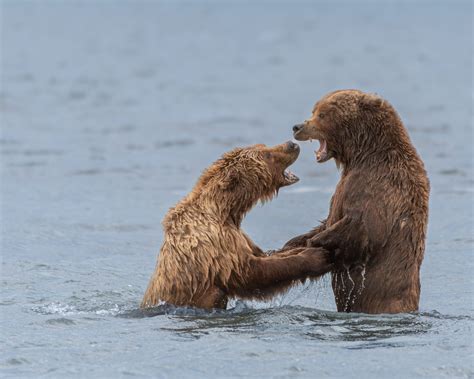 Lovers Quarrel - 2023 Alaska magazine Photo Contest Sponsored by Alaska ...