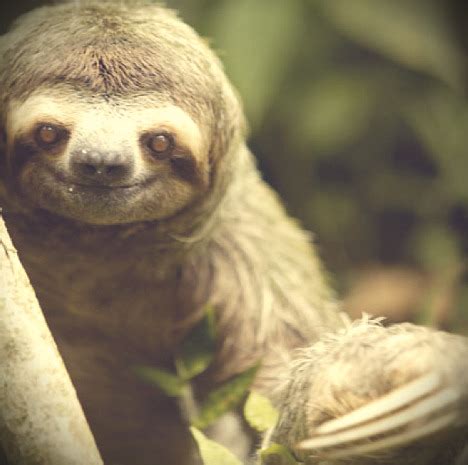 The Three-Toed Sloth | Facts | Photos | Videos | Gifs