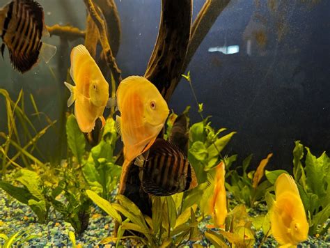 Image result for Discus Albinos