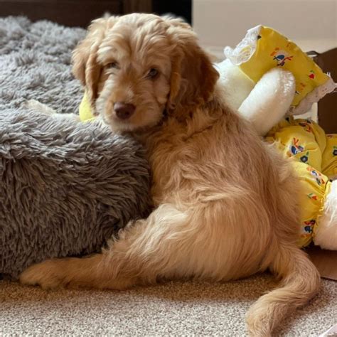 Image result for Beige Cockapoo