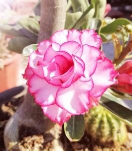 VibeX ® VXI-52 Mixed Type Adenium Obesum Desert Rose Seed Price in ...