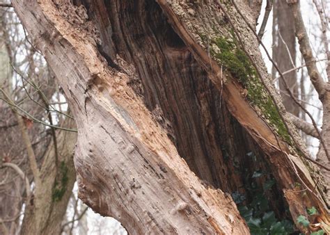 How to Save Split Tree Trunk Small Tree 的图像结果