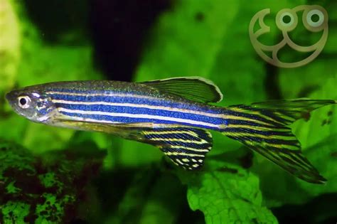 Blue Zebra Fish