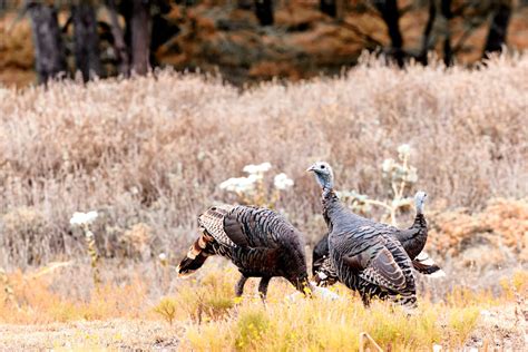 Turkey Hunting Tips 的图像结果