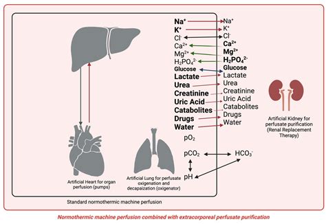 The Rationale for Combining Normothermic Liver Machine Perfusion with ...