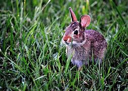 Image result for Colorful Bunny Face