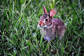 Image result for East Bunny