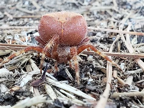 Female Araneus gemmoides (Cat-faced Spider) in Boise, Idaho United States