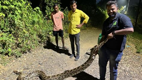 डोंबिवलीतील हायप्रोफाइल परिसरात सापडला महाकाय अजगर