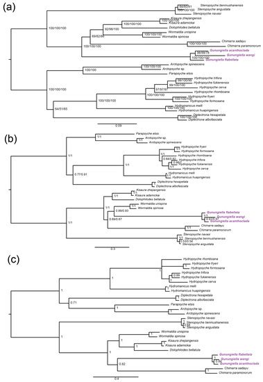 Insects | Special Issue : A Themed Issue in Honor of Prof. Dr. Xin-Hua ...
