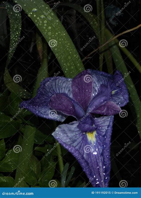 Flower, gleam and glow stock image. Image of nature - 191192015