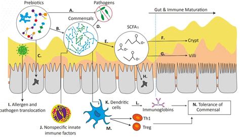 Effects of Prebiotics on Immunity - Danone Nutricia Academy