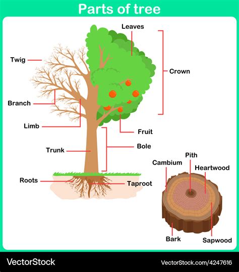 Image result for Tree Structure HTML/CSS