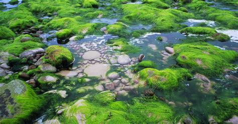 AI helps in the growth of Algae for the production of clean biofuel