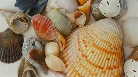 Image result for Shell Hunting Shell Island Panama