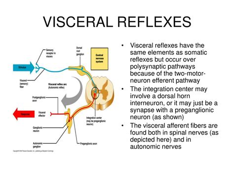 PPT - THE AUTONOMIC NERVOUS SYSTEM PowerPoint Presentation, free ...