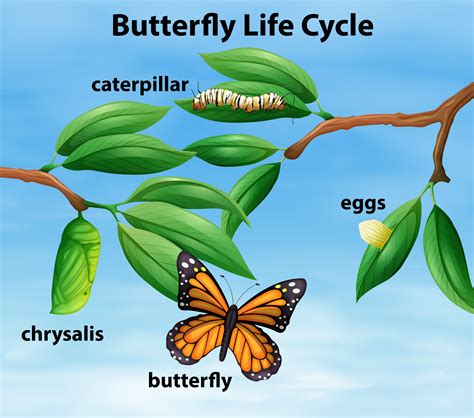 Butterflies Life Span at Michael Robinson blog
