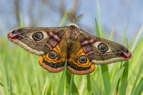 Butterfly and Moth Identification | Moths and Butterflies Cources