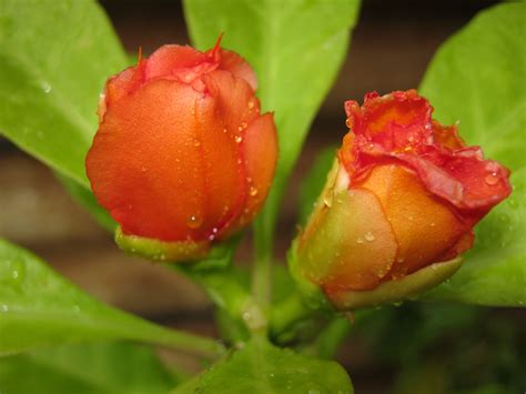 Free Images : flower, cactus, flowering plant, bud, leaf, petal, botany ...