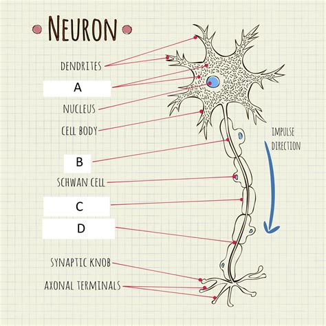 Picture based questions from neuron structure and function — task ...