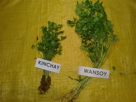 My Body. My Life . My Decision.: Are parsley and kinchay / kintsay the ...