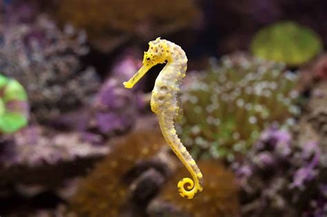 Are Seahorses Mammals