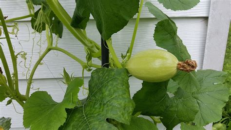 Spaghetti Squash Plant