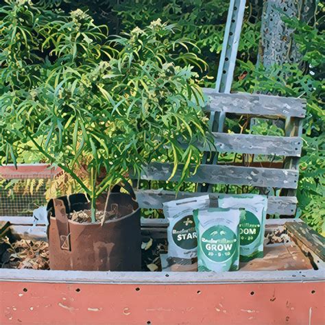 Autoflower Growing Guide 的图像结果