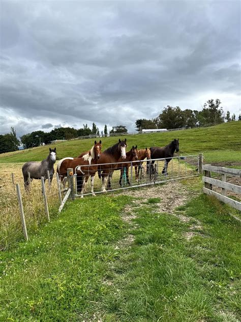 See All options — Makino Horse Grazing- Feilding, Manawatu