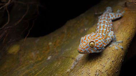 12 Exotic Wildlife In Maldives For A Thrilling Holiday In 2023