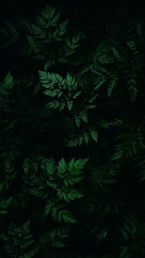 Dark Green Nature 的图像结果