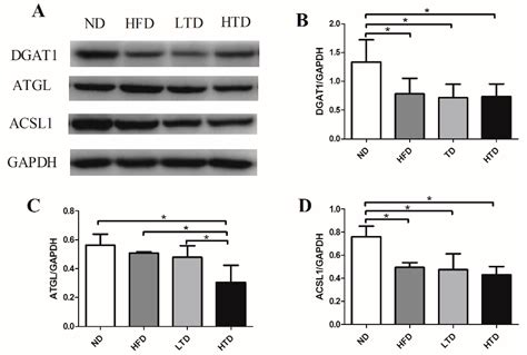 Trans-Fatty Acids Aggravate Obesity, Insulin Resistance and Hepatic ...