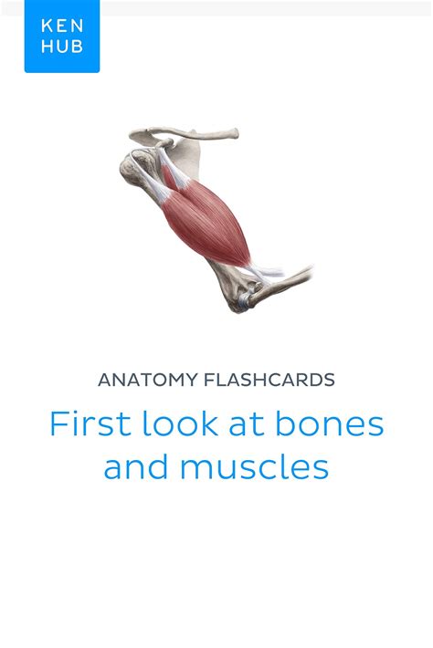 Buy Anatomy flashcards: First look at s and muscles: Learn all s ...