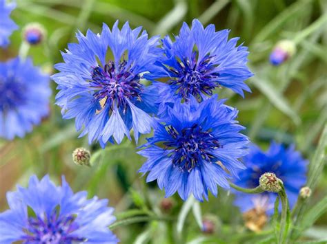 What Color Are Corn Flowers at Autumn Allen blog