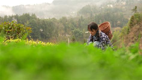 春天里鄂西大山里挖野菜的农家漂亮姑娘—高清视频下载、购买_视觉中国视频素材中心