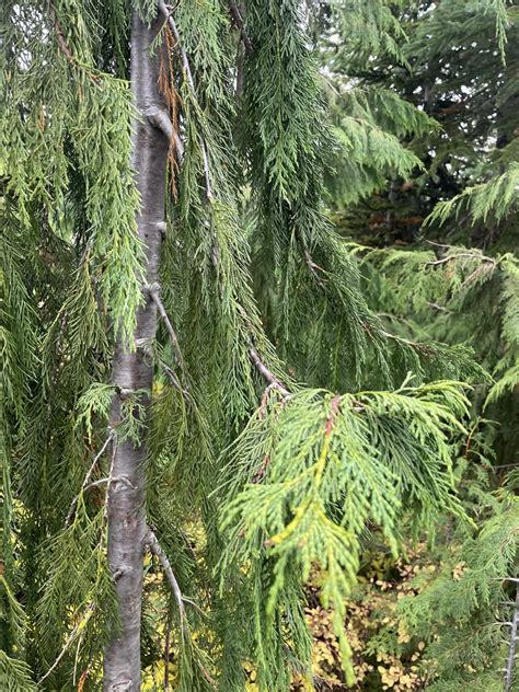 Weeping Alaskan Cedar Yellowing
